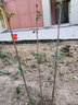 姜南丁香花苗 庭院盆栽 可開花植物 丁香花樹苗 濃香花卉 香飄十里 主圖款紫丁香 丁香80到1米高苗 曬單實拍圖