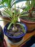 花總管盆栽酒瓶蘭盆景室內桌面盆景花卉綠植小巧可愛(ài) 曬單實(shí)拍圖