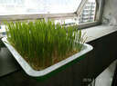 醉春木 無(wú)土栽培小麥草種子 陽(yáng)臺水培榨汁水貓草 100克 曬單實(shí)拍圖