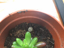 心頭肉生石花苗 多肉植物番杏科懶人肉肉盆栽肉錐屁股花 有生命的石頭 混合品種0.6-0.8厘米單株 曬單實(shí)拍圖