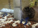 趣樂(lè )多水晶蝦屋 觀(guān)賞蝦罐 異形陶罐 土管 蝦窩 水晶蝦繁殖組 水晶蝦窩 魚(yú)缸裝飾品 陶罐 TG-17 石頭罐（中號） 曬單實(shí)拍圖