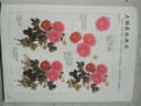 中國畫(huà)技法入門(mén)300例:寫(xiě)意花卉綜合卷（繪客出品） 曬單實(shí)拍圖
