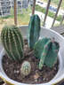 孫凱（SUNKAI）仙人柱仙人掌科仙人球多肉植物盆栽開(kāi)花辦公室實(shí)生 曬單實(shí)拍圖