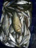 艾尚博悅金袖魚(yú)鉤有倒刺小魚(yú)鉤高靈敏鯽魚(yú)鉤無(wú)刺袖鉤釣魚(yú)線(xiàn)組小配件 金袖無(wú)刺1號-50枚 曬單實(shí)拍圖