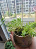 孫凱（SUNKAI）仙人柱仙人掌科仙人球多肉植物盆栽開(kāi)花辦公室實(shí)生 曬單實(shí)拍圖