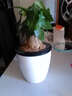 若綠發(fā)財樹(shù)室內桌面植物小型盆栽盆景 辦公室觀(guān)葉綠植源頭直發(fā)包郵 獨桿發(fā)財樹(shù) 白色盆 曬單實(shí)拍圖