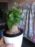 若綠發(fā)財樹(shù)室內桌面植物小型盆栽盆景 辦公室觀(guān)葉綠植源頭直發(fā)包郵 獨桿發(fā)財樹(shù) 白色盆 曬單實(shí)拍圖