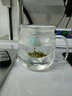 小雨點(diǎn)水杯茶杯泡茶杯玻璃杯子辦公室茶水杯大容量男士喝茶杯水杯 420ML濾茶杯、 曬單實(shí)拍圖