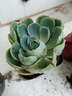 花絡(luò )閣 韓趣多肉 玉碟 石蓮花 多肉植物 陽(yáng)臺綠植盆栽花卉 趣味多肉 辦公桌植物 4公分左右 曬單實(shí)拍圖