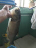 BAISHA FISH BS爆炸鉤小彈簧魚鉤4副套裝盒裝漁具配件拋竿海竿魚鉤 小彈簧【爆炸鉤】9號鉤 曬單實拍圖