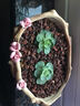 姜芮 玉露多肉植物組合盆栽辦公室內肉肉植物 熊童子 生石花 屁股花 山地玫瑰 1.5-2cm 曬單實(shí)拍圖