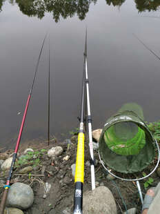 君东 君王鲤 鲤鱼竿超轻超硬台钓竿高碳素28调