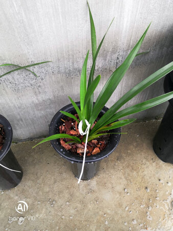 第一次种植兰花，啥都不懂，就是一个小白。问了客服，客服也一一把我所有的疑问都解答了。客服很贴心！