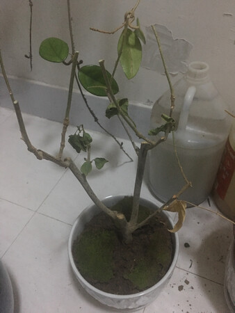 包装很贴心，宝贝完好无损，已种，期待花开