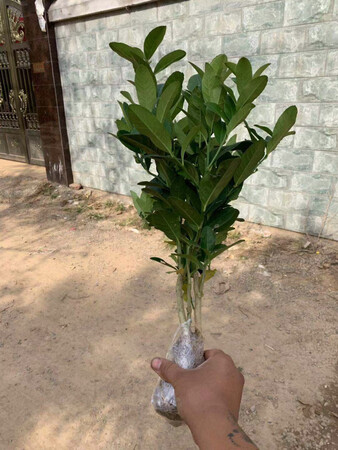质量挺好，很满意。
