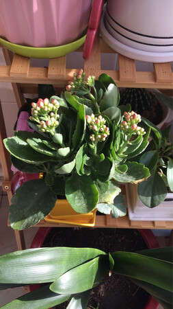 在商家买了好几回啦，回回都挺好，能开两次花，第一次开了橙色花，第二次开了粉色花，我们北方天气冷了，一到这个时候家里就想有鲜花，屋里有暖气，做在暖暖的屋子里，看着外面的雪花，欣赏的怒放的小花，再泡一杯咖啡，挺美好的小日子