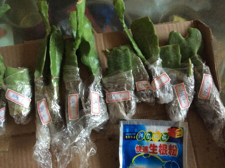 小苗呀快快长大吧，不要让我失望了。