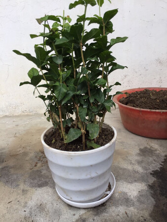 虎头茉莉带花，带盘发货，没有带花。价格较贵。