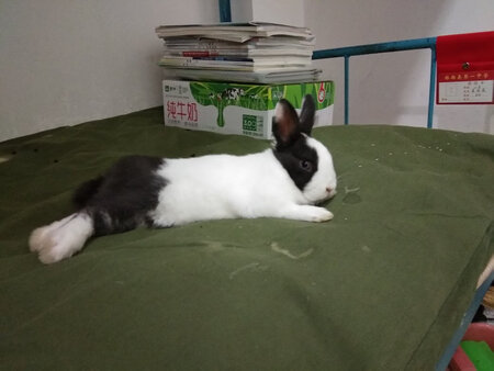 好少女的包包，我是用来背宠物兔感觉大了些，不过东西不错，快递也很快内蒙古4天左右就到了