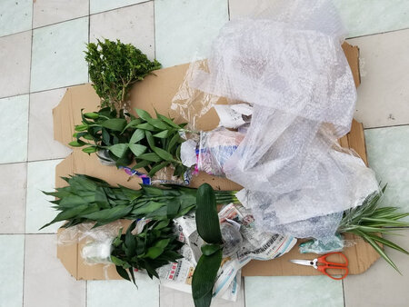 刚刚收到，迫不及待地打开完好的包装，植株非常新鲜，十分满意，下次一定再光顾!