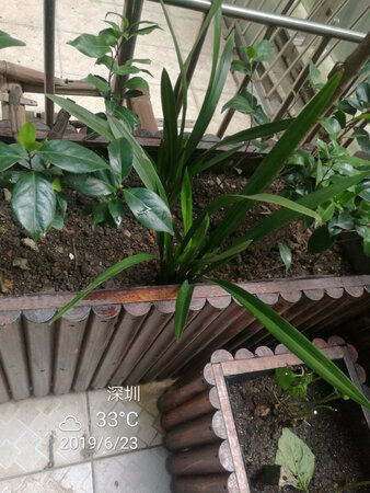 已是第三次购买，基本上都存活了