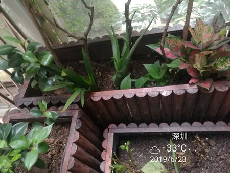 已是第三次购买，基本上都存活了