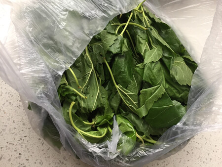 太能吃了，太能吃了，蚕宝宝长大了比以前更能吃了，快养不起了！