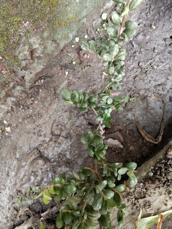 这不是小叶紫檀，骗人的