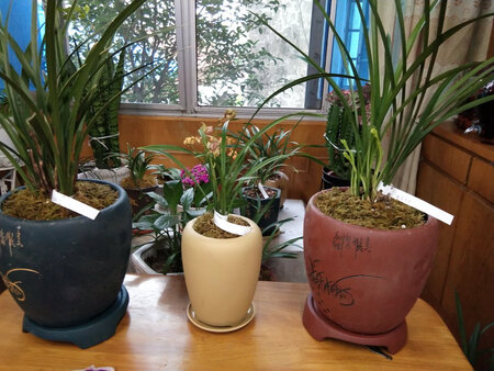 包装专业，兰花苗根壮叶绿带4花箭，品象好，中通快递神速满意点赞。