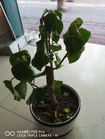 花质量太差，枝干枯，载上几天就枯萎了，实在无语