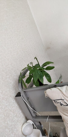 收到后 打开包装  可能包装运输都有问题吧  枝叶有折断的  反馈客服说可以在长出来就没有过多的反馈了  反正也没多少钱  不想过多的计较   还好吧 就是买回来玩的  不过挺好看的   顾名思义  希望以后能跟他的名字一样 发大财