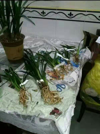 不错！挺满意的！准备进花盆啦