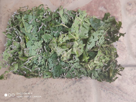 太多了，分了一些给同事，密集恐惧症慎重打开图片