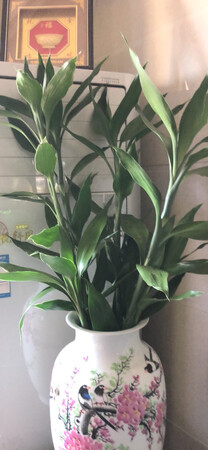 不错的万年青！