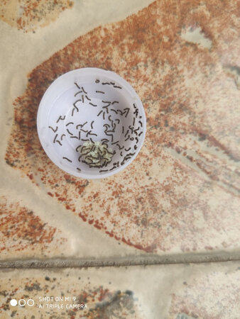 太多了，分了一些给同事，密集恐惧症慎重打开图片