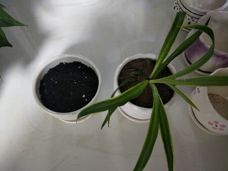 刚拿回来 就 种上了 等着发芽.