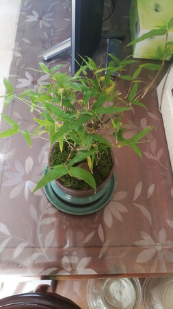 花已经收到了，比想象的要小一些，总体造型还可以，后面再看吧