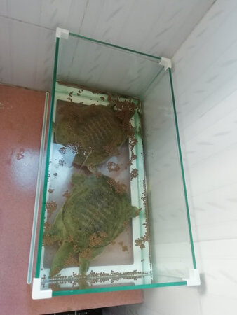 良心商家商品符合，物流就是慢了点，快递哥还让我验货，好评