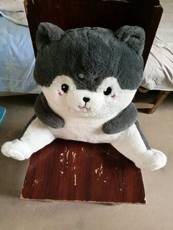 超萌，当作孕妇的靠垫，再合适不过了