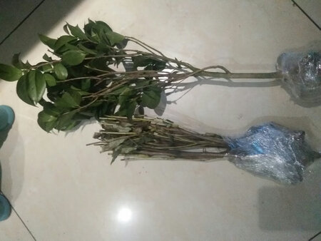收到花后有点郁闷，花带的叶子全干了，一碰就掉，一捏就碎，咨询售后说不用带土球，还是感觉不太爽。同来的茶花就还好。