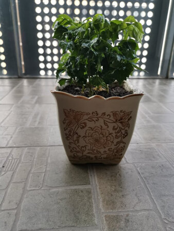 目前状态很好，还有不少嫩芽，希望会活