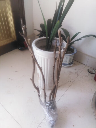 花花收到了，上面好多牙苞真漂亮期待明年开花。