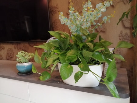 质量挺好，很满意。