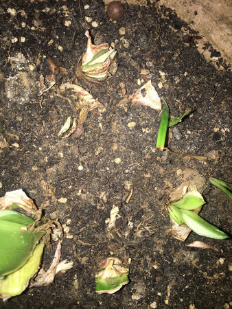 目前都已经活了，希望明年都能开花?