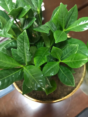 价格实惠，很满意，两盆栀子花包装细致，没有任何破损。