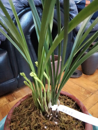 包装专业，兰花苗根壮叶绿带4花箭，品象好，中通快递神速满意点赞。
