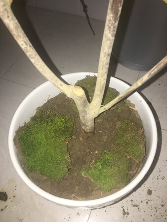 包装很贴心，宝贝完好无损，已种，期待花开
