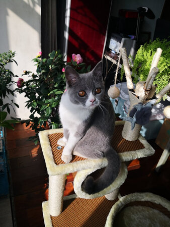猫猫好像兴趣不大，不过这几天给移到阳台附近阳光下面好像好些，这个架子没什么异味，质量不错