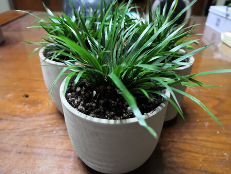 ：花盆比想像的小，正好栽刚买的菖蒲苗。