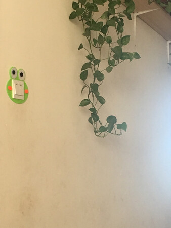 十款不同的，款式都不错 颜色好看，图案也好看。我家猫也喜欢 总是往下扒拉……